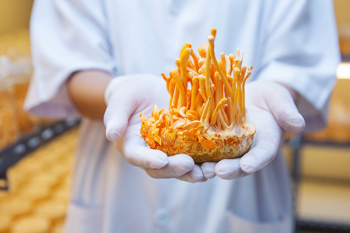 Cordyceps and Lung Health: Breathing Easier with Ancient Wisdom